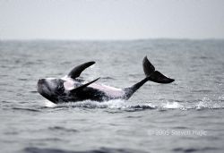 "Back Splash" Risso's dolphin at moment of impact. Alot o... by Steven Hajic 
